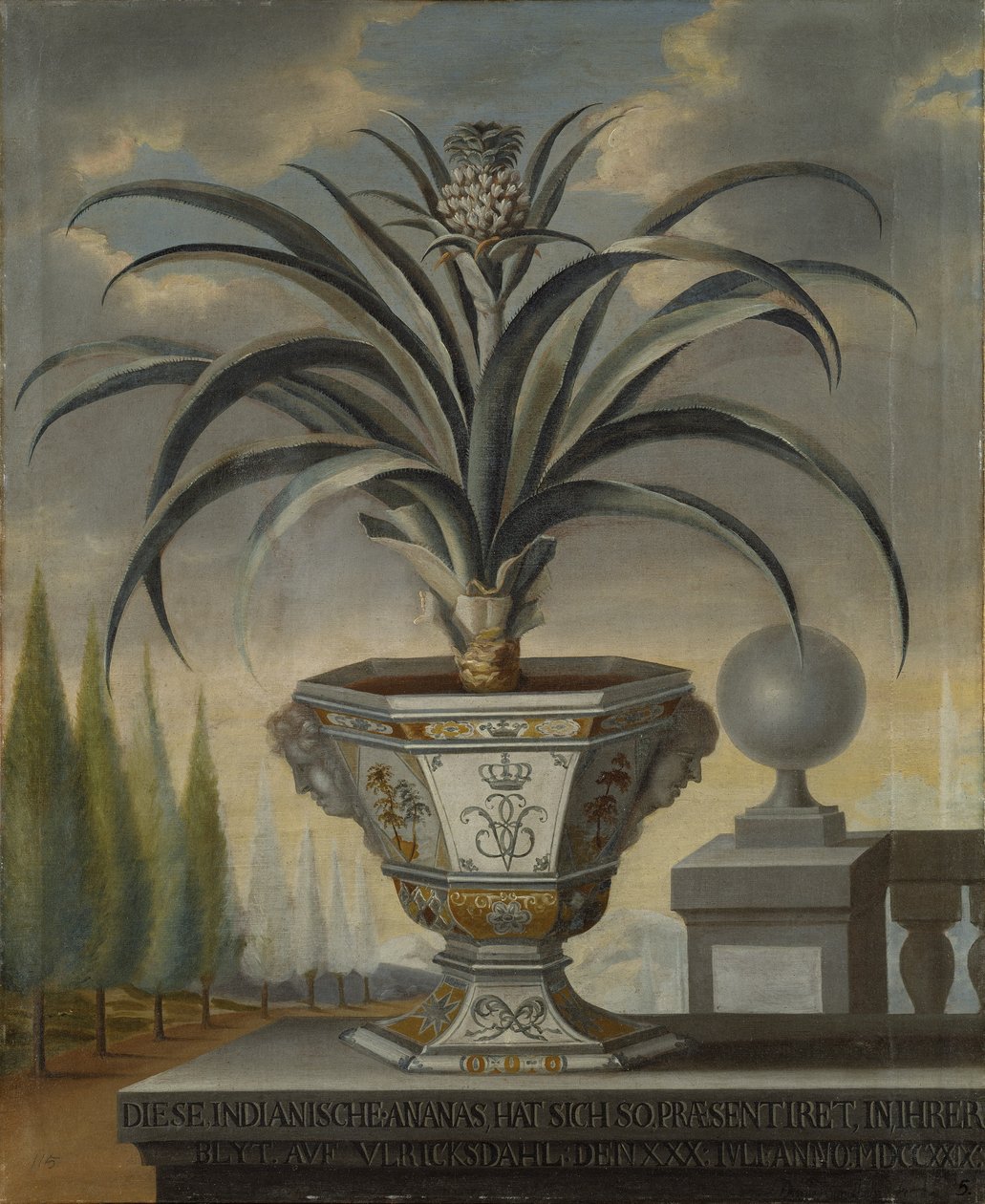 Roślina ananasa, 1729 autorstwa David von Coln