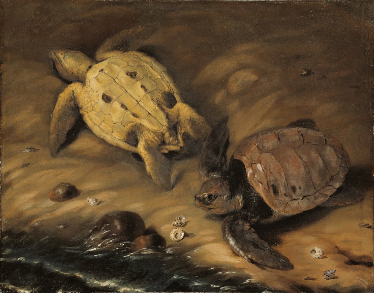 Żółw autorstwa David von Krafft