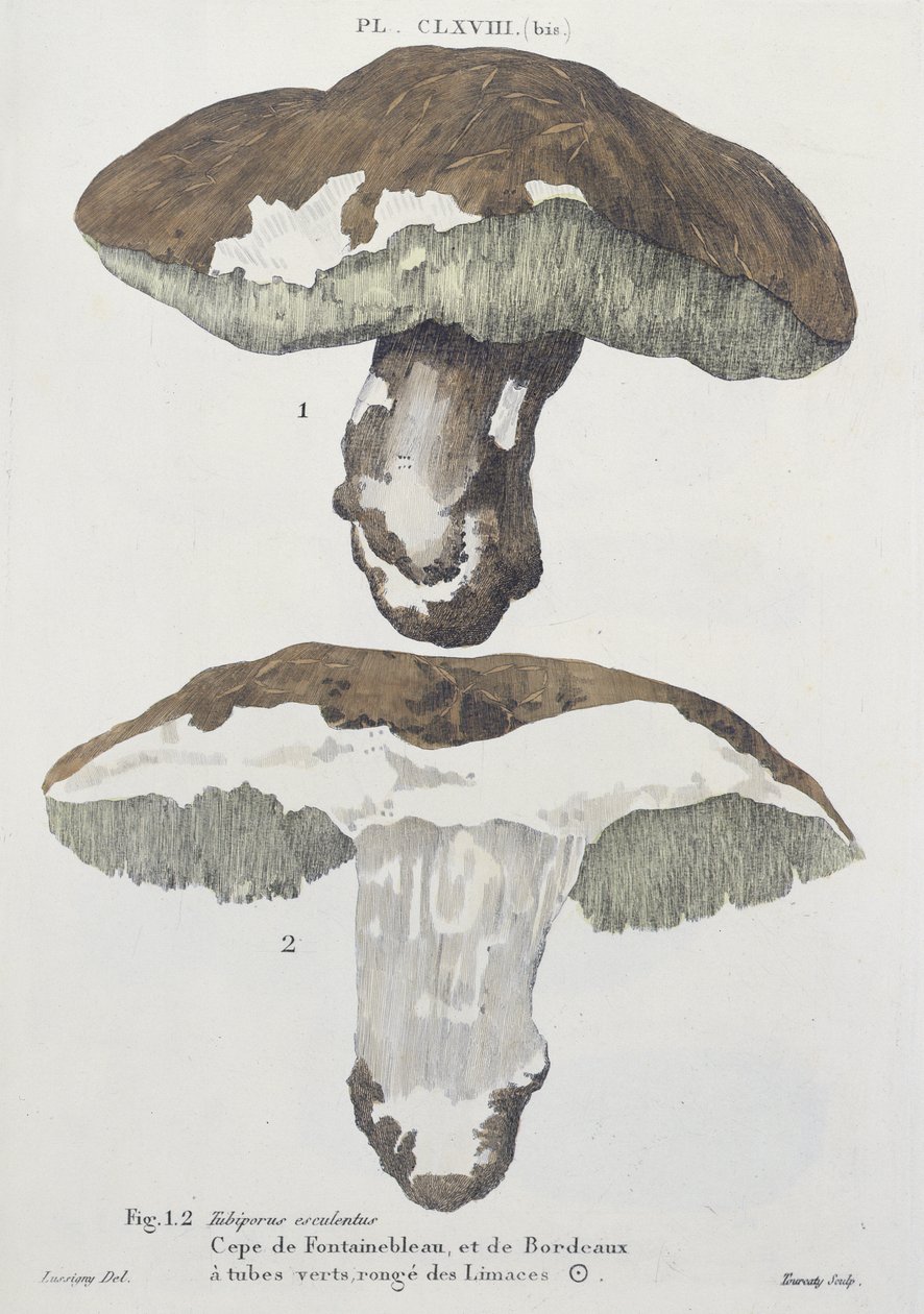 Tubiporus esculentus, tablica 168 z „Iconographie des Champignons de J.J. Paulet” J.H. Leveille