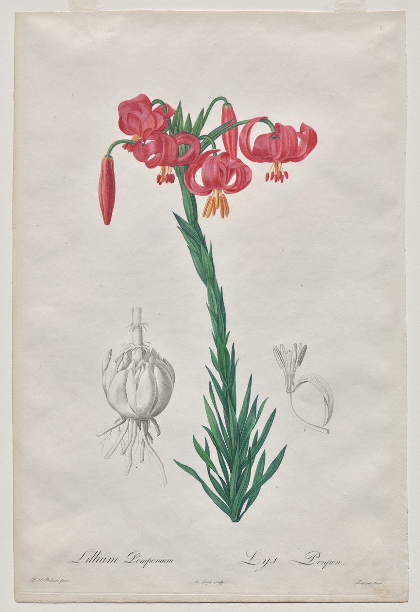 Lillium Pomponium (Turban Lily), płyta 7 z Les Liliacées autorstwa De Gouy
