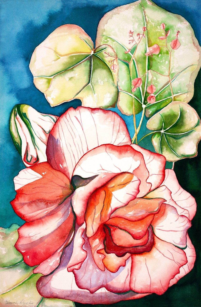 Begonia; 2006 (akwarela) autorstwa Deborah Eve Alastra