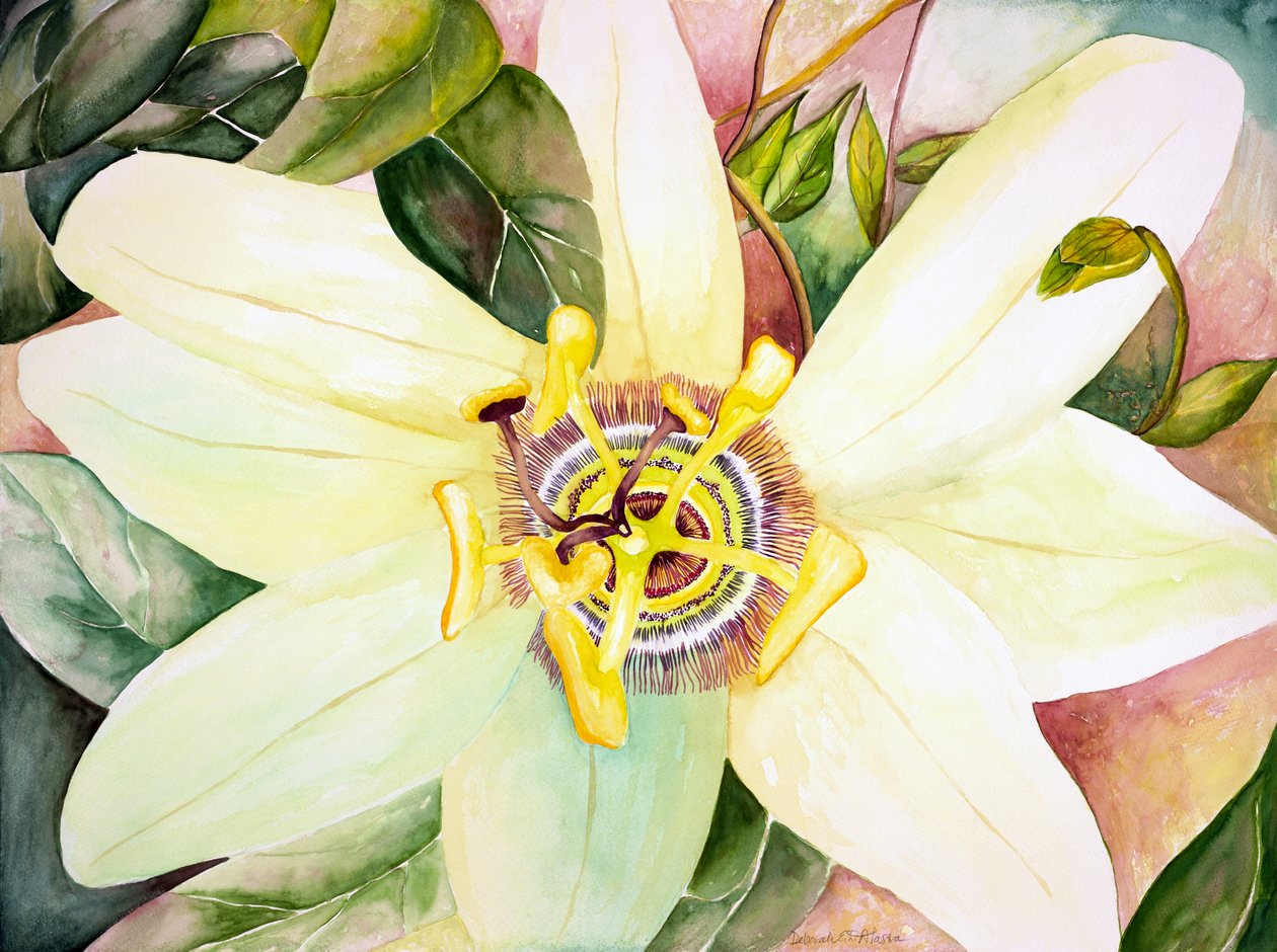 Passionflower, 2007 (akwarela) autorstwa Deborah Eve Alastra