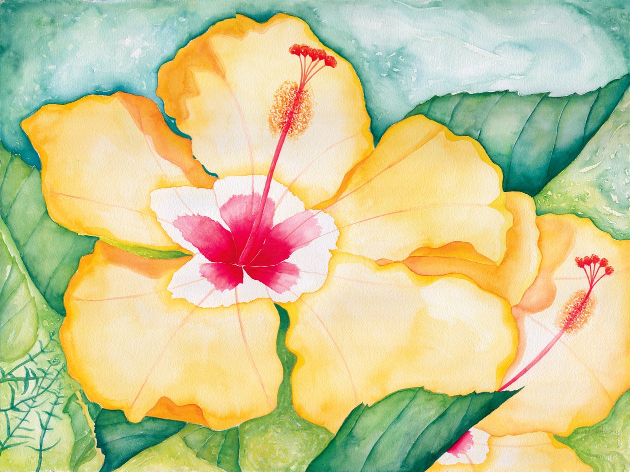 Żółty hibiskus, 2006 (akwarela) autorstwa Deborah Eve Alastra