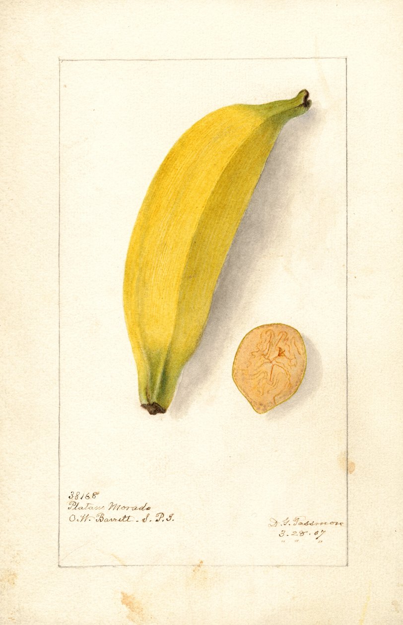 Banany (Musa: Fioletowy banan) (akwarela) autorstwa Deborah Griscom Passmore