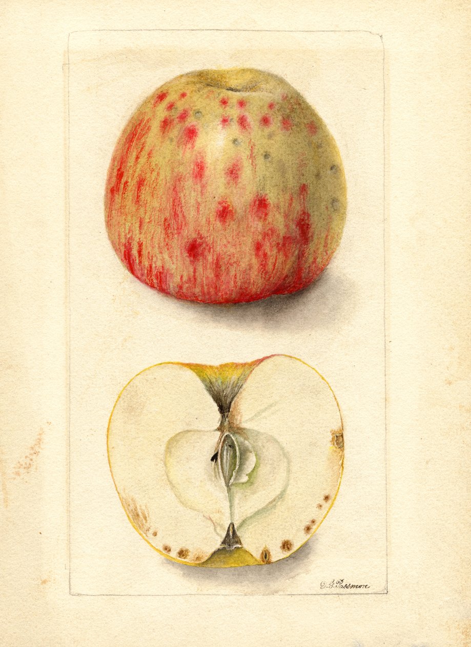 Gorzkie jabłka (Malus domestica) (akwarela) autorstwa Deborah Griscom Passmore