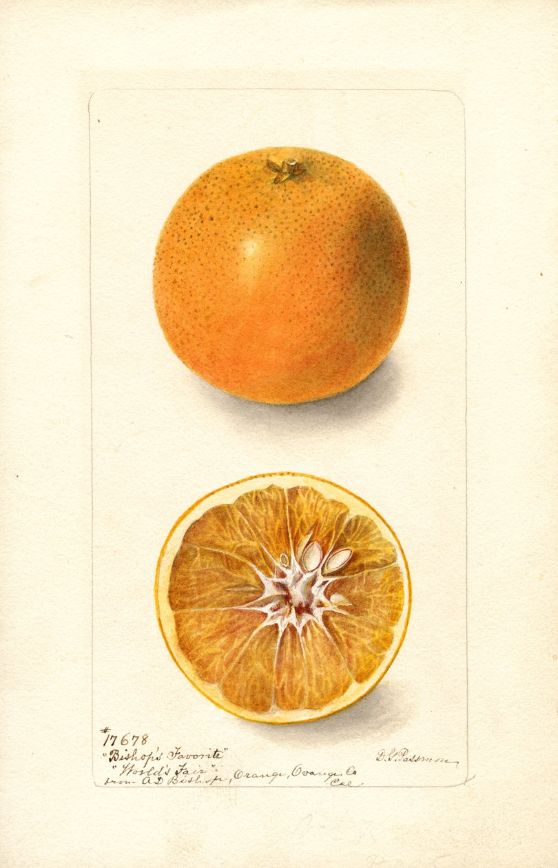 Pomarańcze (Citrus sinensis: Bishops Favorite) (akwarela) autorstwa Deborah Griscom Passmore
