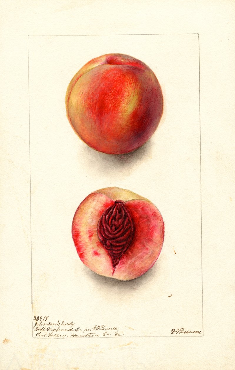 Brzoskwinie (Prunus persica: Johnsons Early) (akwarela) autorstwa Deborah Griscom Passmore