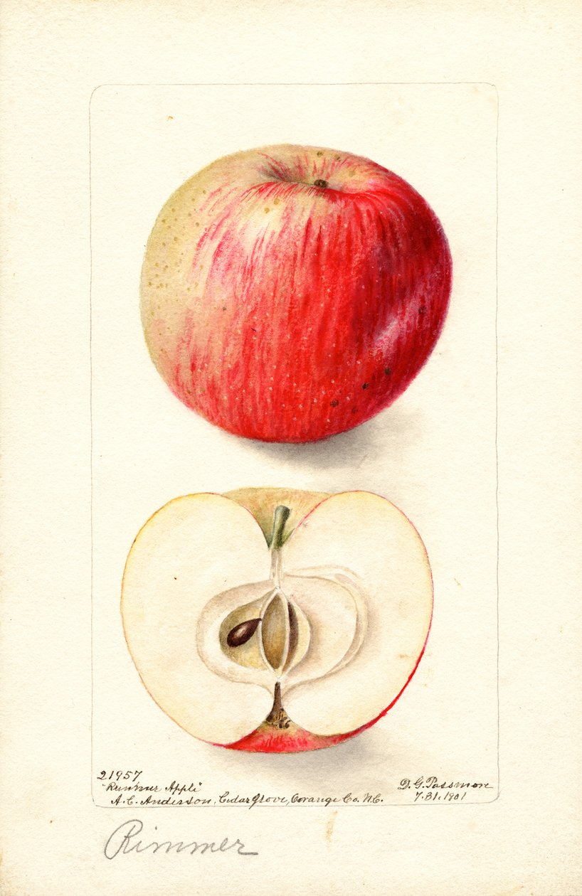 Jabłka Rimmer (Malus domestica) (akwarela) autorstwa Deborah Griscom Passmore
