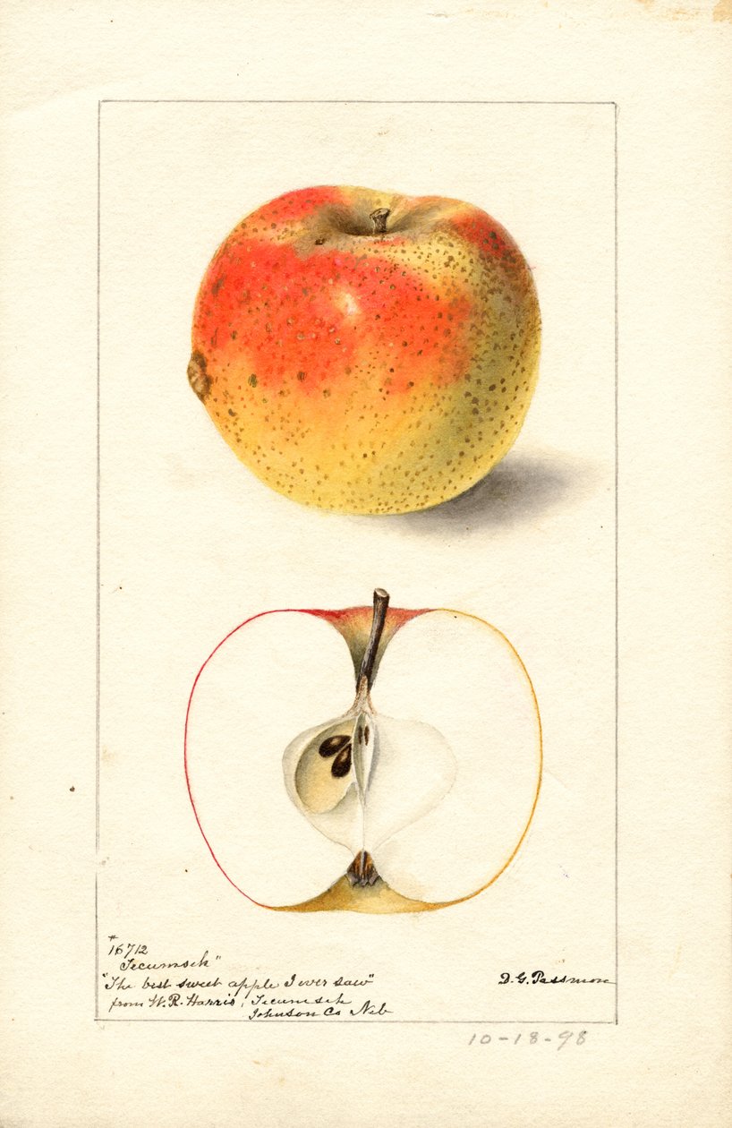 Jabłka Tecumseh (Malus domestica) (akwarela) autorstwa Deborah Griscom Passmore