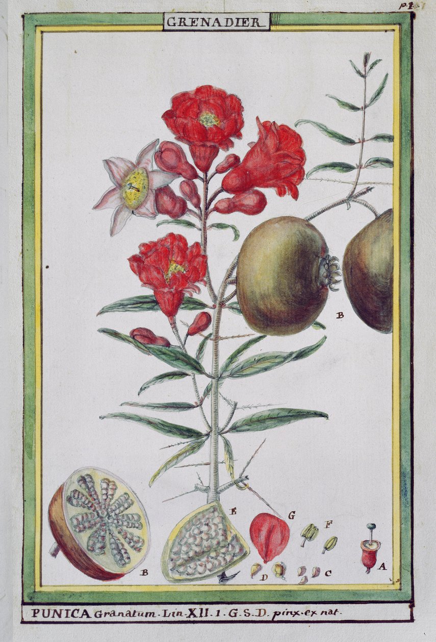Drzewo granatu z Florindie ou Historie physico-economique des vegetaux de la Torride, 1789 autorstwa Delahaye