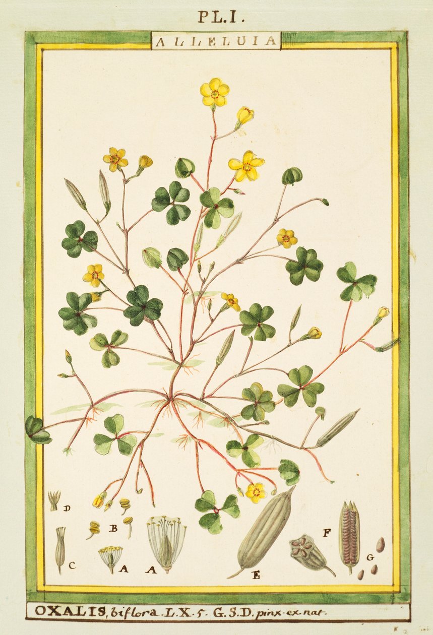 Jaskier bermudzki (Oxalis biflora lub pes-caprae), akwarela Delahaye autorstwa Delahaye Delahaye