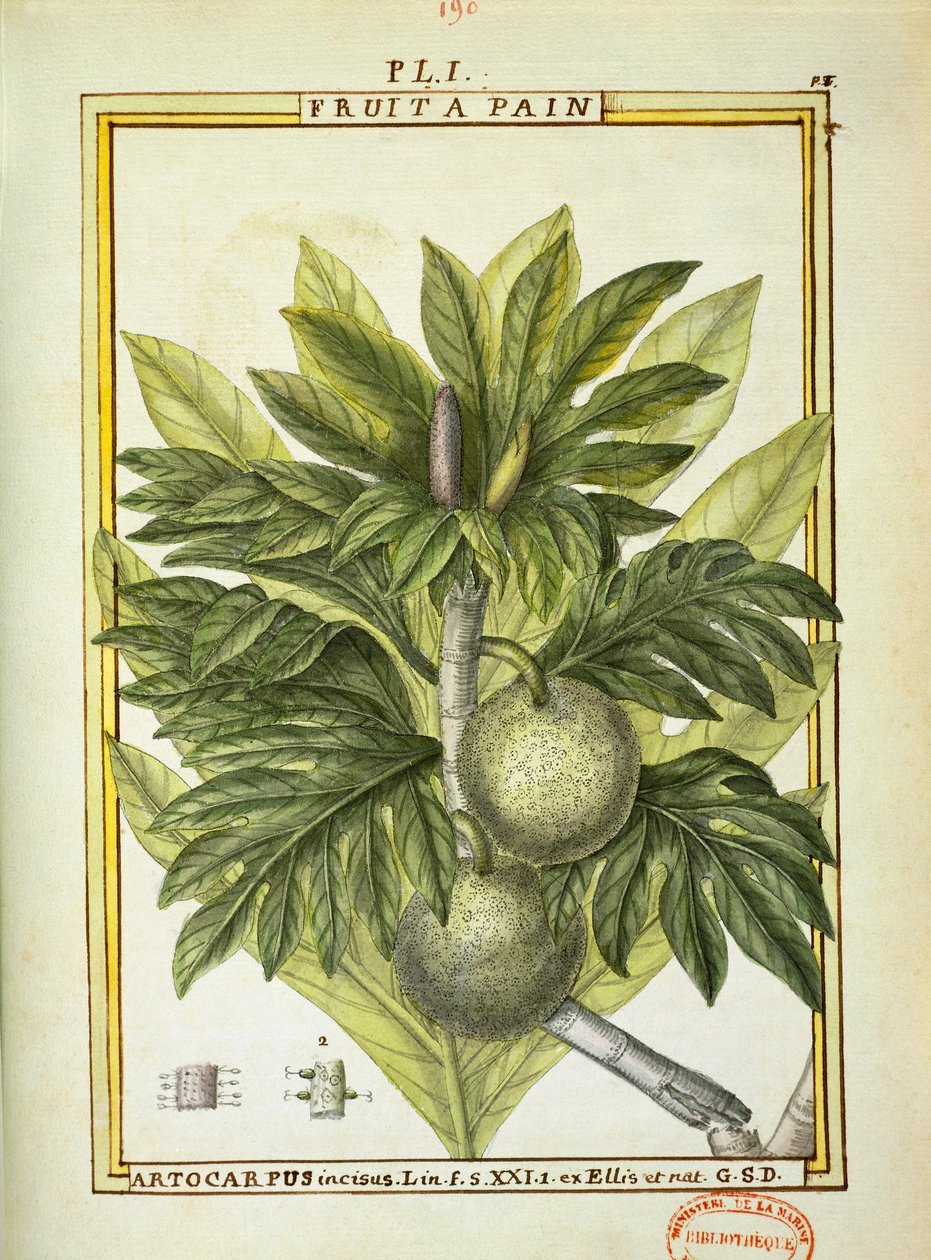 Chlebowiec (Artocarpus altilis), akwarela Delahaye autorstwa Delahaye Delahaye