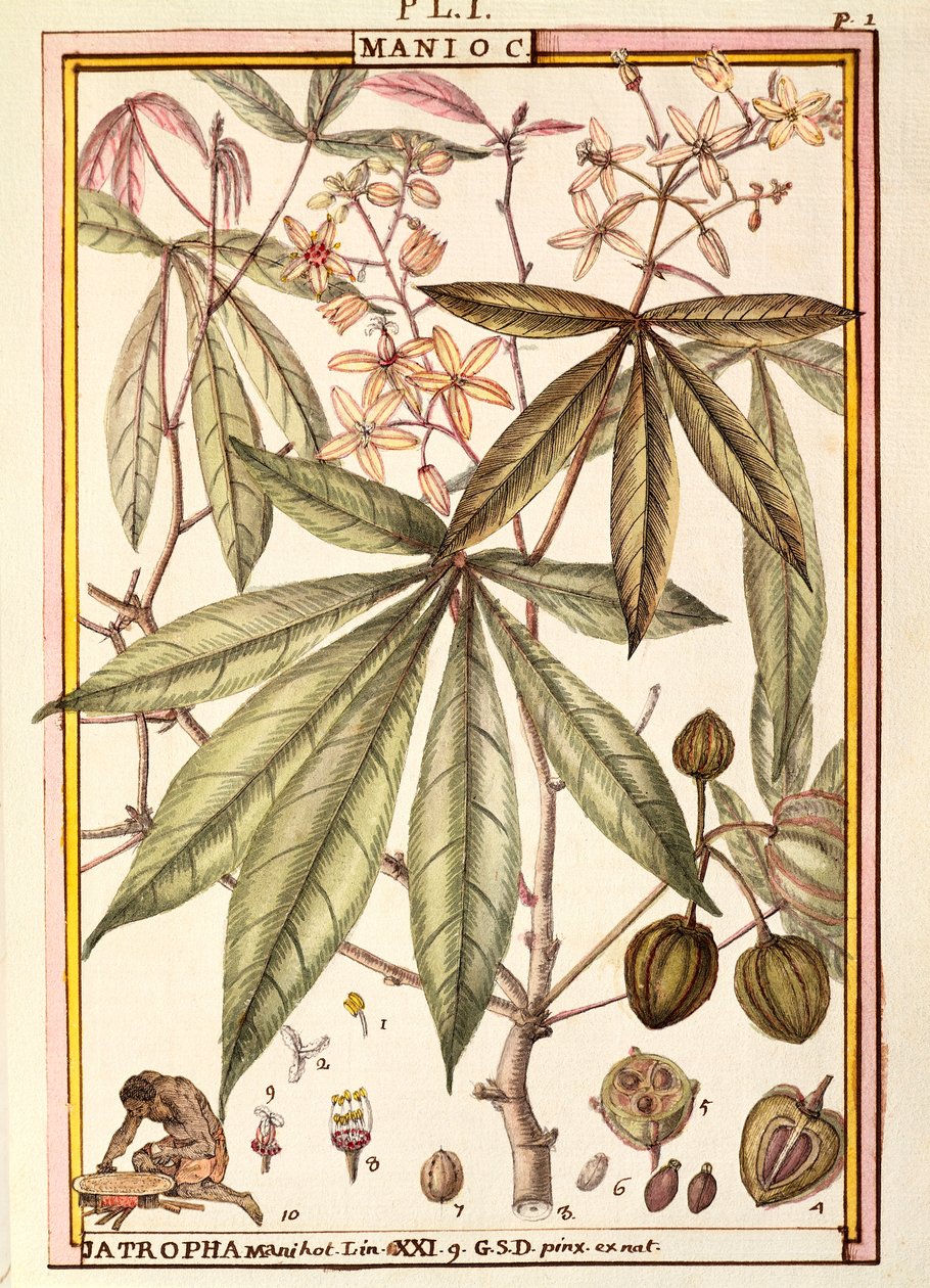 Maniok (Jatropha manihot), Delahaye, akwarela autorstwa Delahaye Delahaye