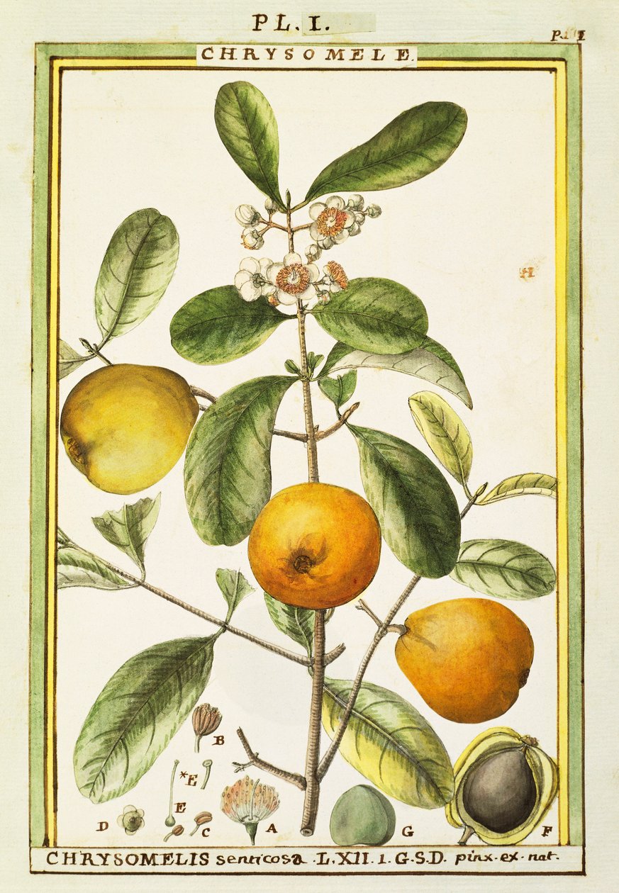Chrysomele (Chrysomelis senticosa), akwarela Delahaye autorstwa Delahaye Delahaye