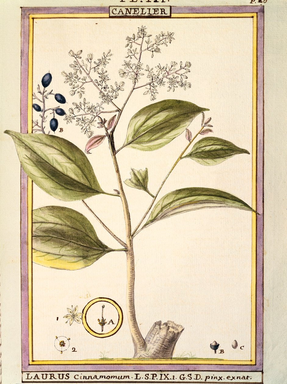 Cynamon (Laurus cinnamomum), akwarela Delahaye autorstwa Delahaye Delahaye