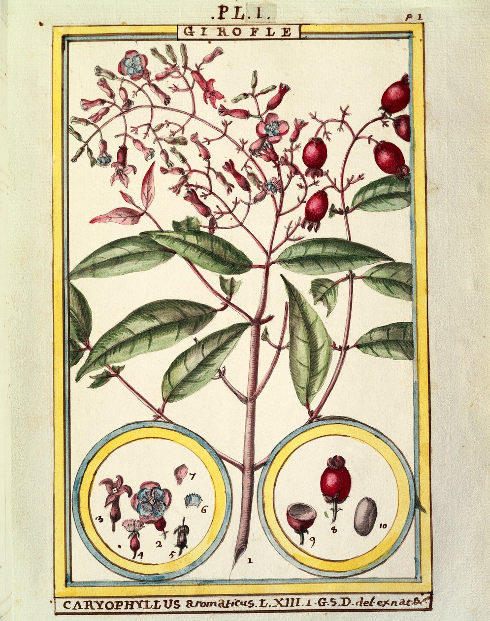 Goździk (Caryophyllus Aromaticus), akwarela Delahaye autorstwa Delahaye Delahaye