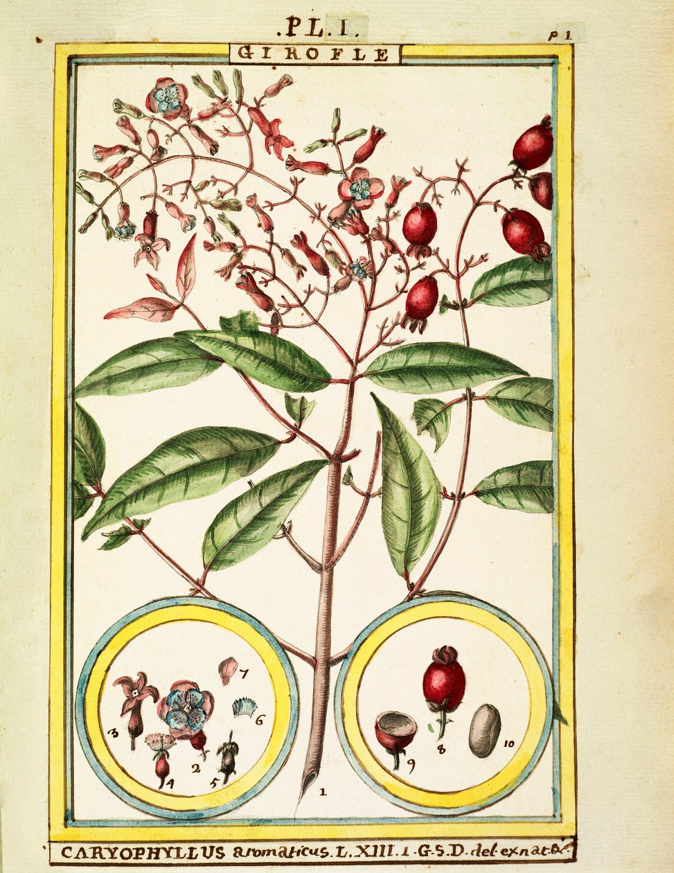 Goździk (Caryophyllus Aromaticus), akwarela Delahaye autorstwa Delahaye Delahaye