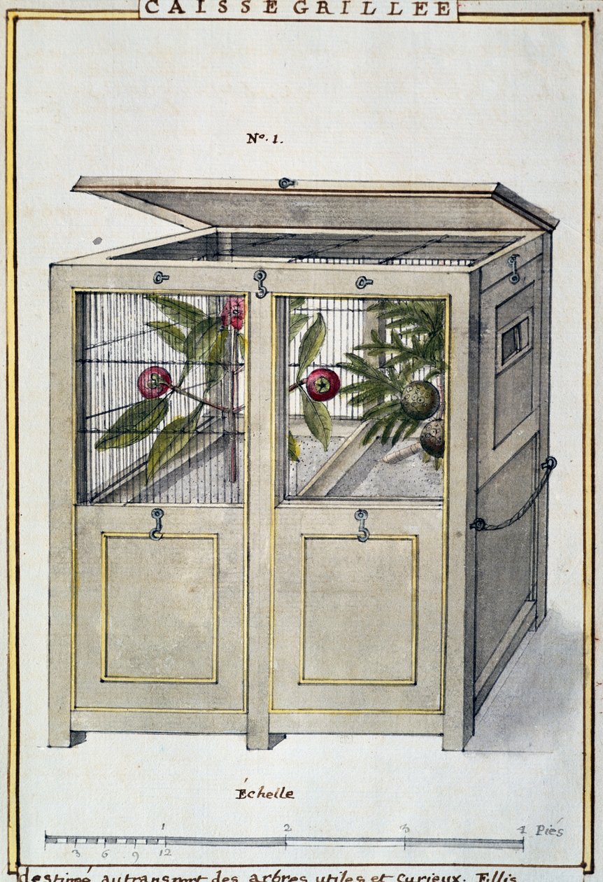 Kontener do przewozu użytecznych i ciekawych drzew, akwarela Delahaye, na podstawie Florindie ou Histoire physico-economique des vegetaux de la Torride (Fizyczno-Ekonomiczna Historia Roślin Tropikalnych) autorstwa Delahaye Delahaye
