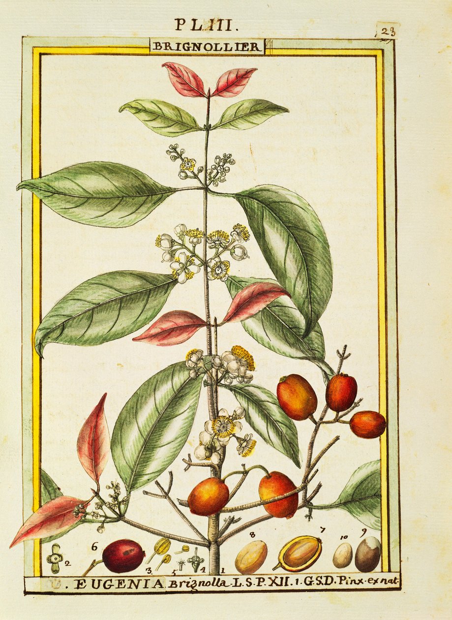 Eugenia Brignolla, akwarela Delahaye autorstwa Delahaye Delahaye