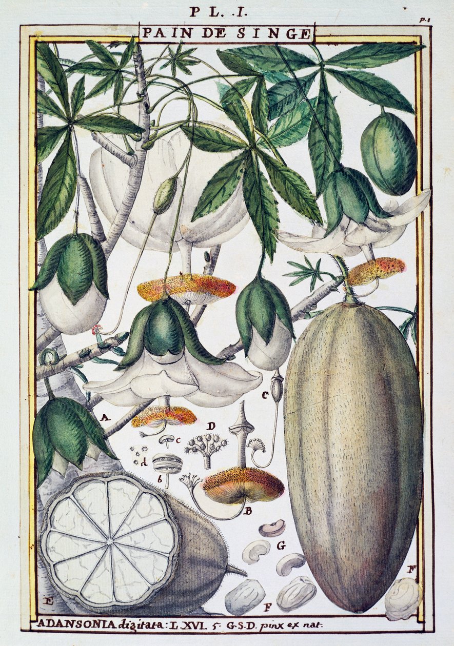 Owoce i kwiaty drzewa baobabu (Adansonia digitata) po Delahaye, z Florindie lub Historie fizyczno-ekonomiczne des Vegetaux de la Torride autorstwa Delahaye Delahaye