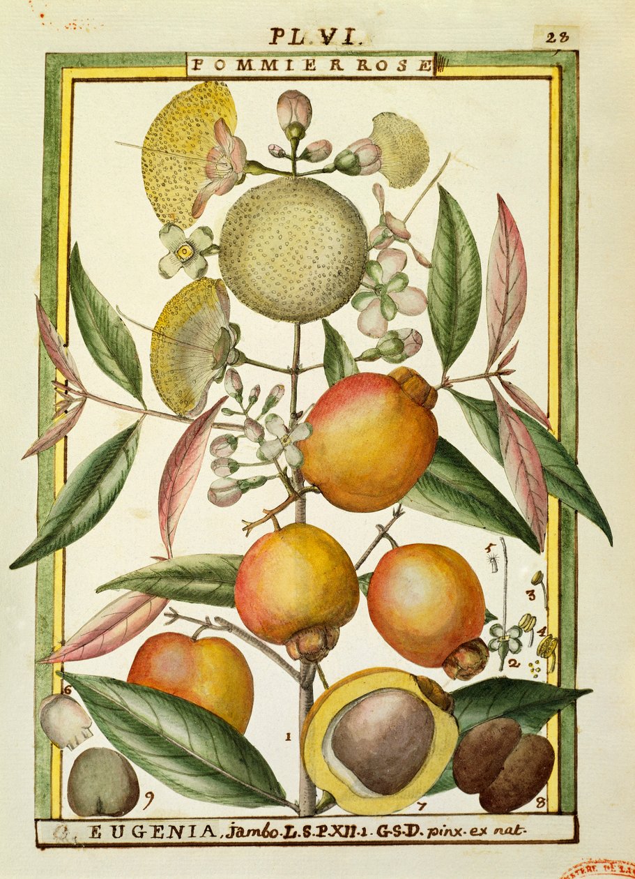 Malabar Plum lub Rose apple (Eugenia Jambos lub Syzygium Jambos), akwarela Delahaye autorstwa Delahaye Delahaye