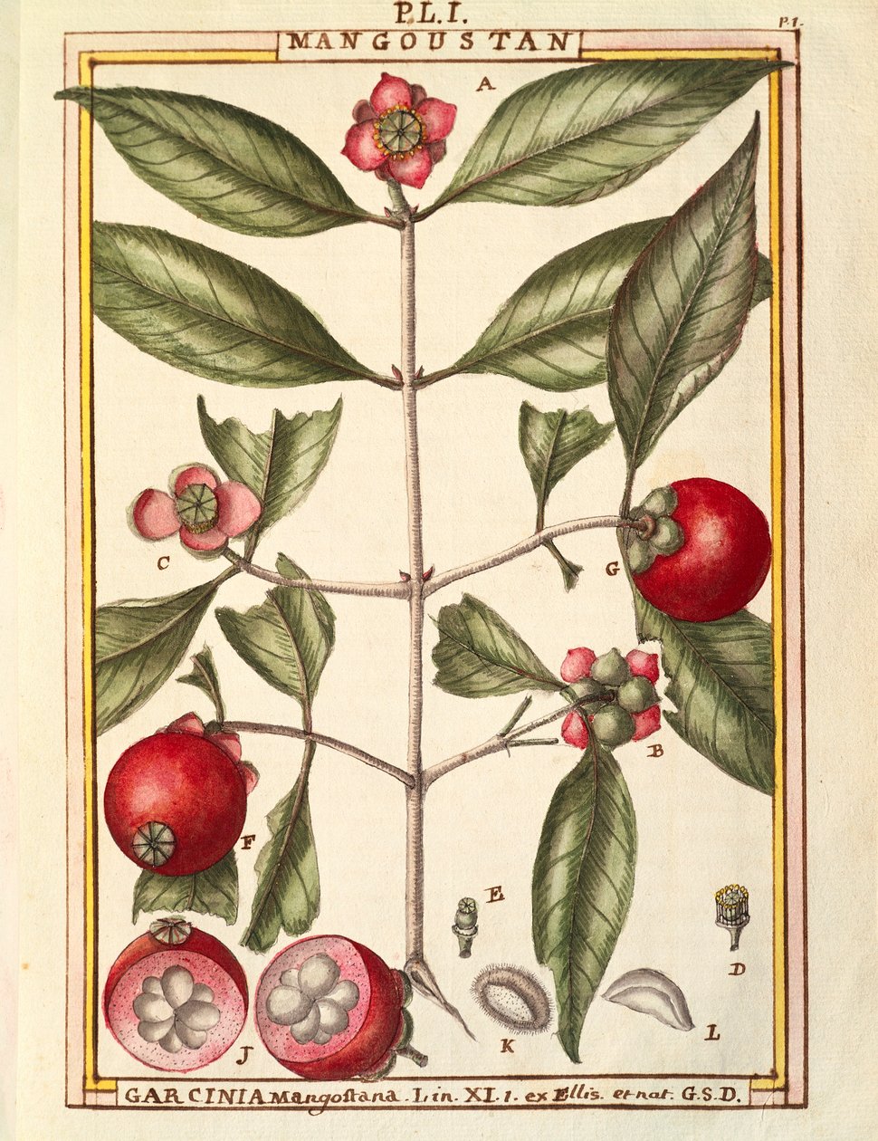 Mangostan (Garcinia mangostana), akwarela Delahaye autorstwa Delahaye Delahaye