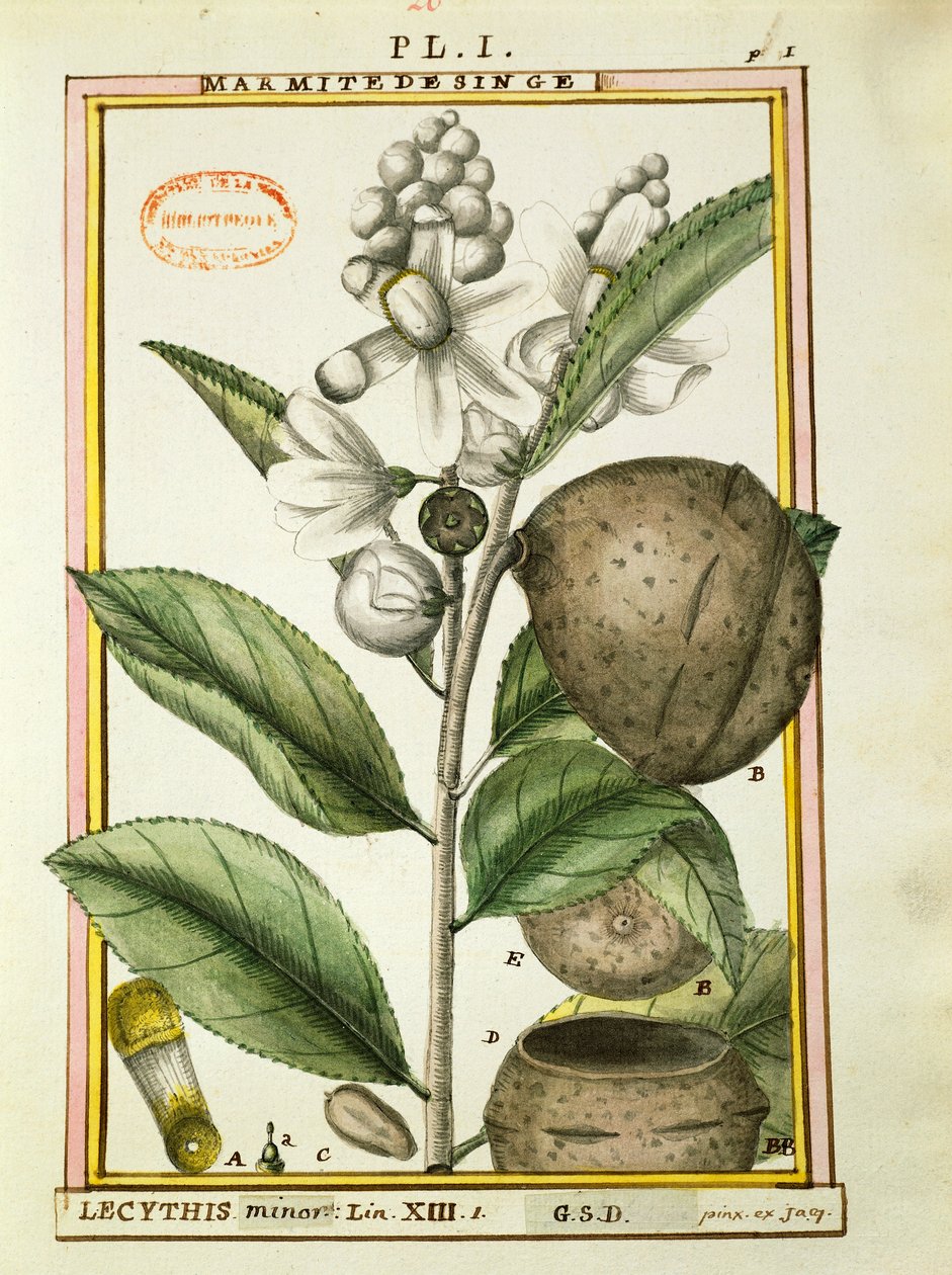 Monkey Pot Nut (lecythis minor), akwarela Delahaye autorstwa Delahaye Delahaye