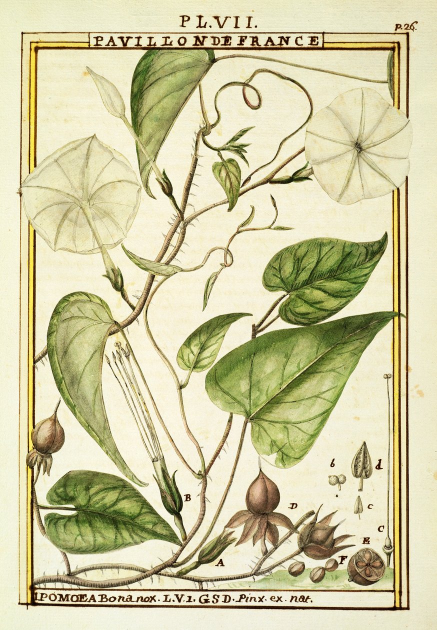 Moonflower lub Moon vine (Ipomoea Alba), akwarela Delahaye autorstwa Delahaye Delahaye