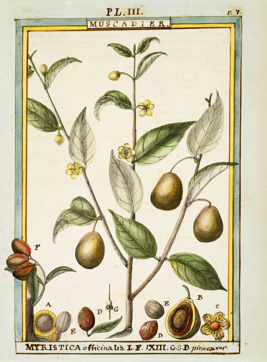 Gałka muszkatołowa (Myristica fragrans lub officinalis), akwarela Delahaye autorstwa Delahaye Delahaye