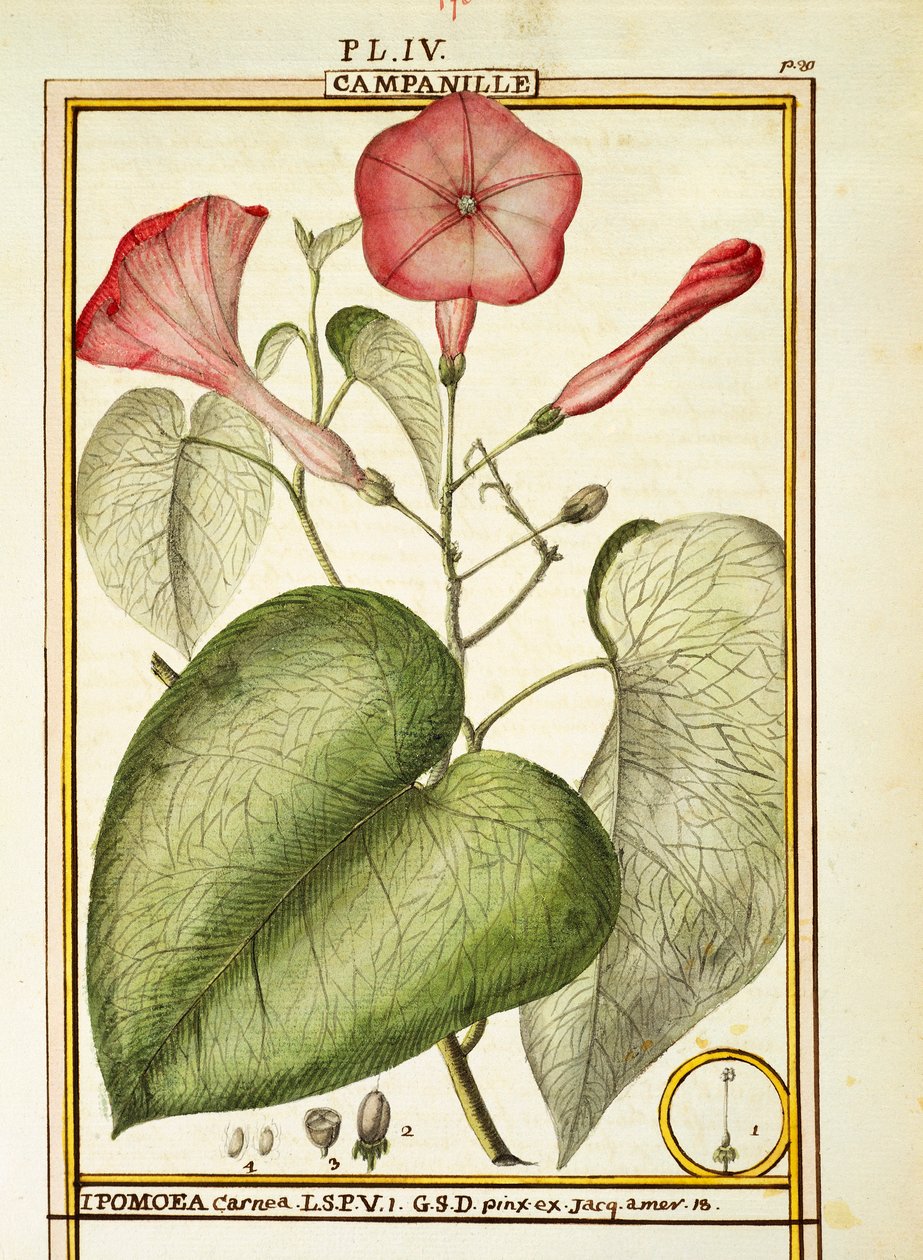 Pink Morning Glory (Ipomoea Carnea), akwarela Delahaye autorstwa Delahaye Delahaye