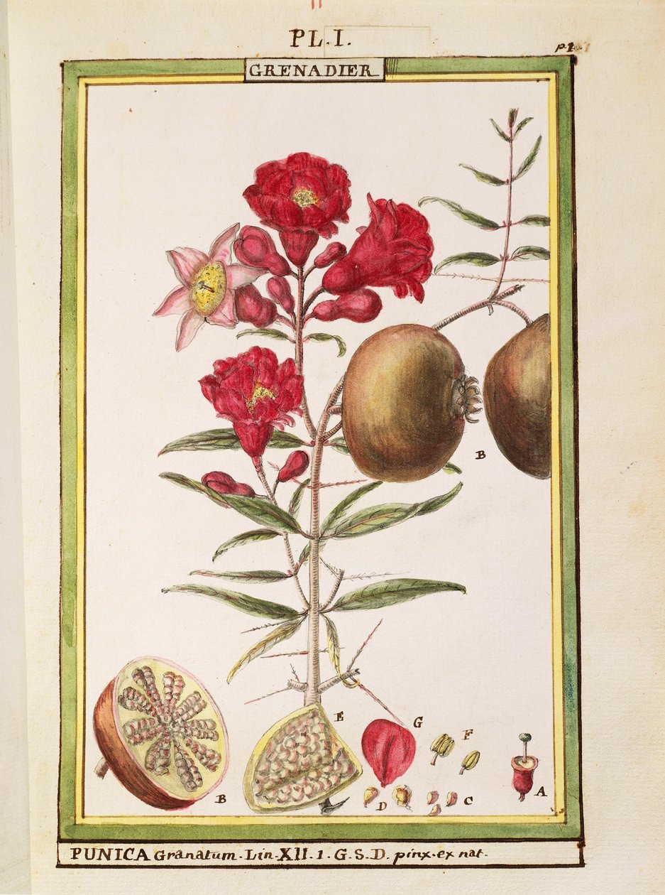 Granat (Punica granatum), akwarela Delahaye autorstwa Delahaye Delahaye