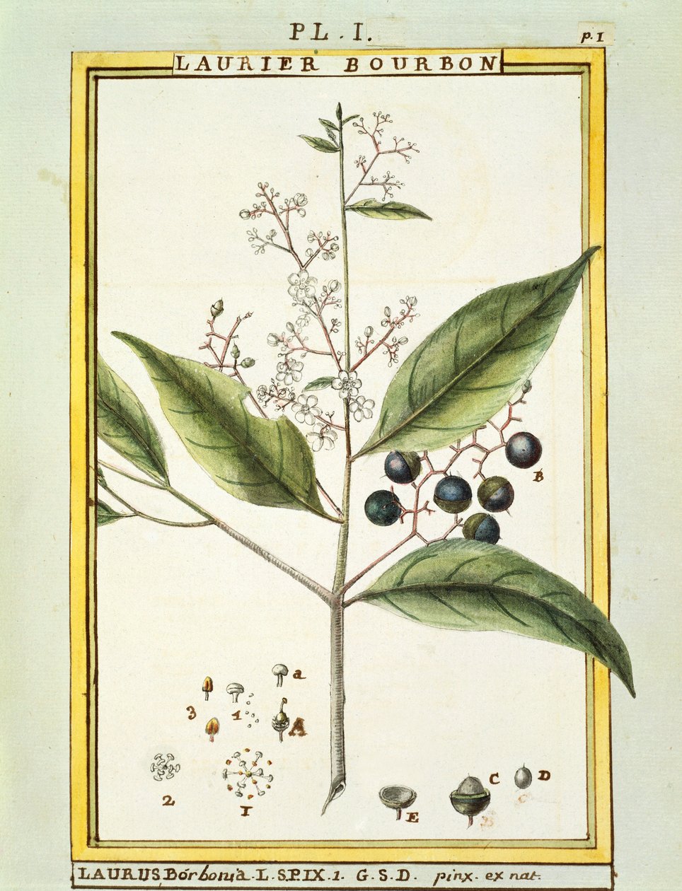 Red Bay Tree (Laurus borbonia lub Persea carolinensis), akwarela Delahaye autorstwa Delahaye Delahaye