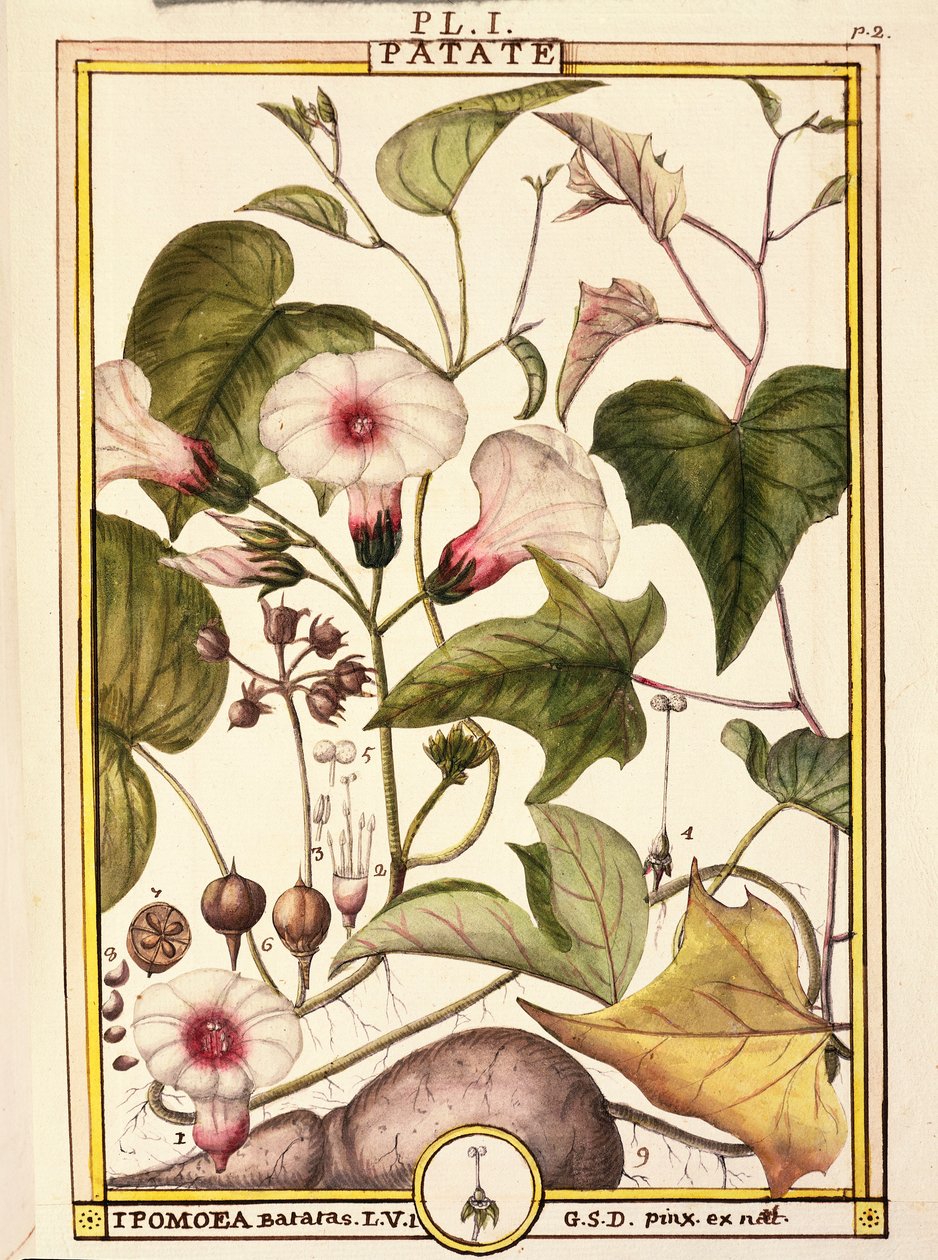 Batat (Ipomea batatas), Delahaye, akwarela autorstwa Delahaye Delahaye