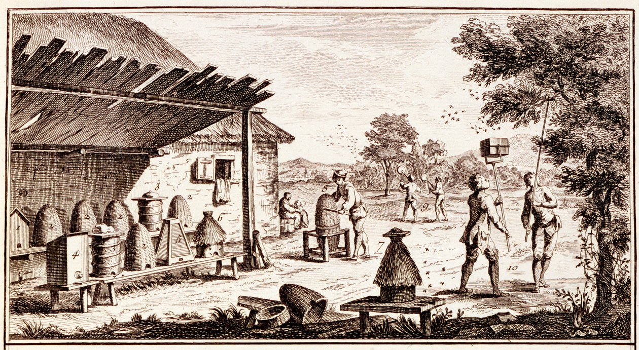 Pszczelarstwo, ze Słownika Nauk, ok. 1770, detal grawerowania 746836 autorstwa Denis Diderot