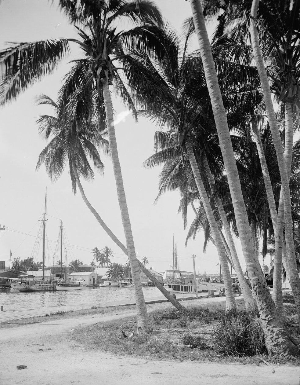 Drzewa kokosowe wzdłuż doków, Miami, Floryda, ok. 1900-15 autorstwa Detroit Publishing Co.