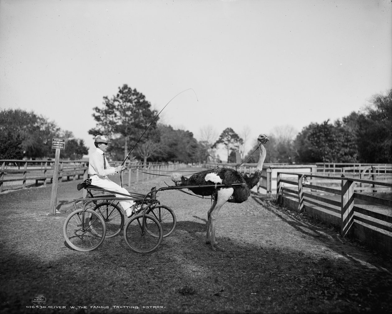 Oliver W., słynny struś kłusujący, na Florydzie Ostrich Farm, Jacksonville, 1903 autorstwa Detroit Publishing Co.