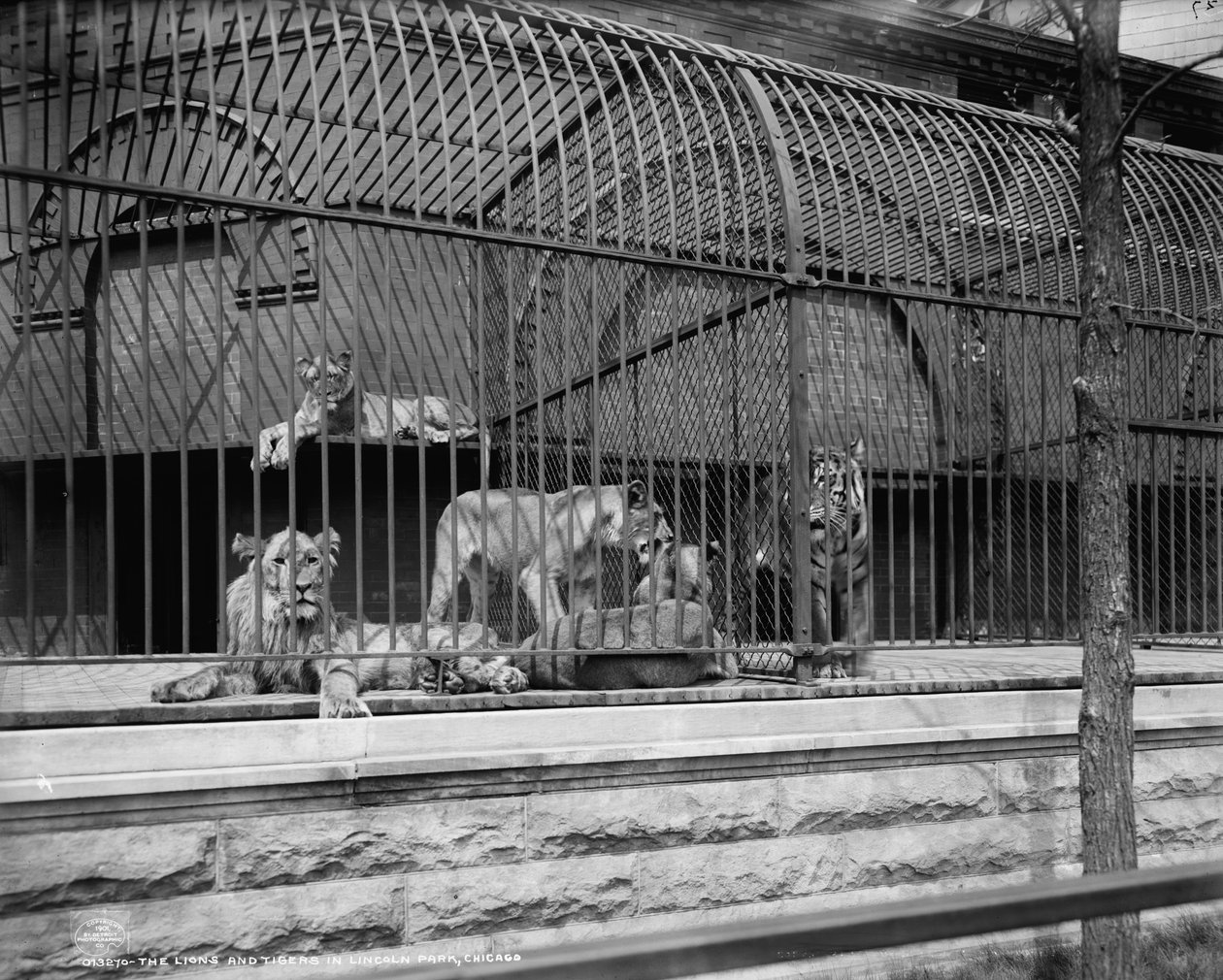 Lwy i tygrysy w Parku Lincolna, Chicago, ok. 1901 r. autorstwa Detroit Publishing Co.
