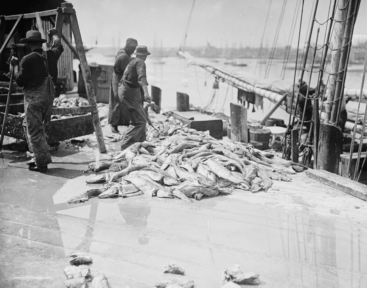 Rozładunek dorsza Gortona, Gloucester, Massachusetts, c.1905 autorstwa Detroit Publishing Co.