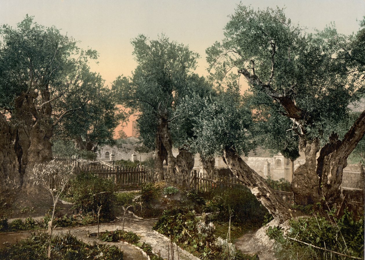 Ogród Getsemani, Jerozolima, Ziemia Święta, ok. 1890-ok. 1900 (odbitka fotochromowa) autorstwa Detroit Photographic Co.