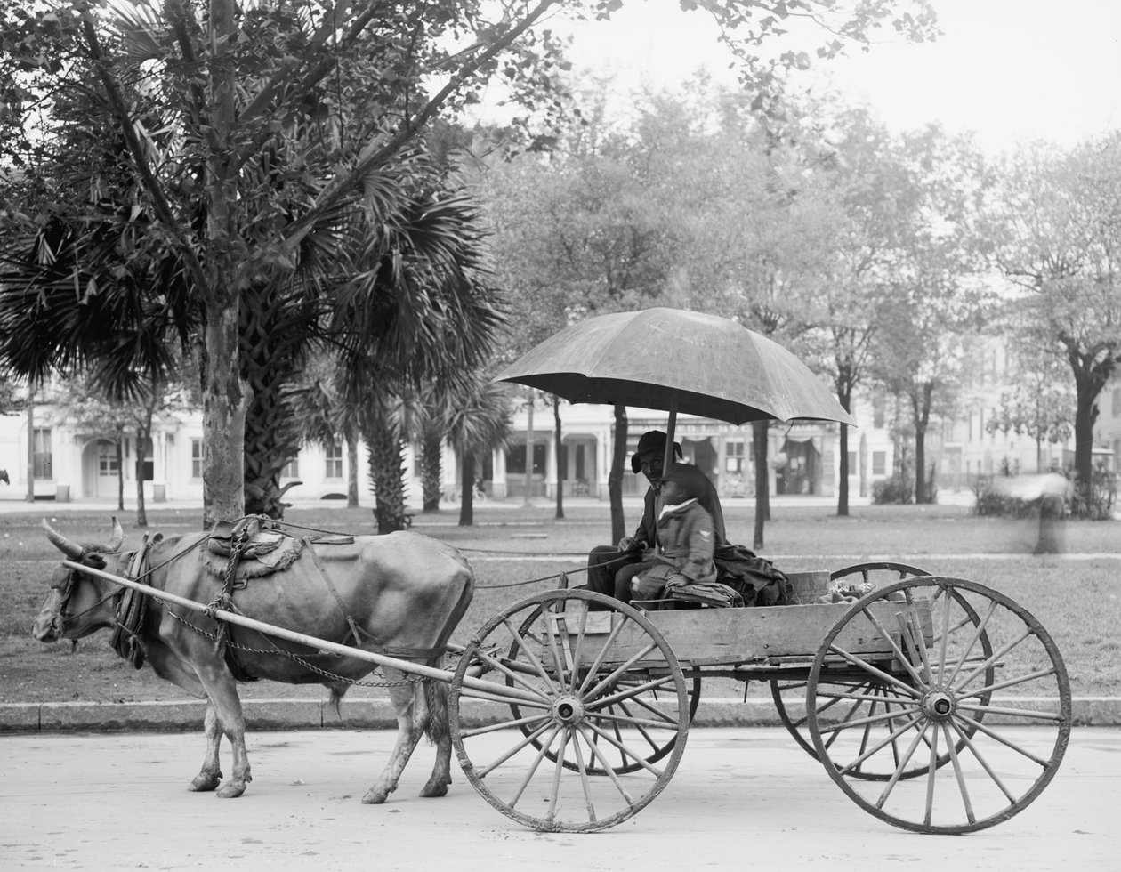 Bovinmobile w Savannah, Gruzja autorstwa Detroit Publishing Co.