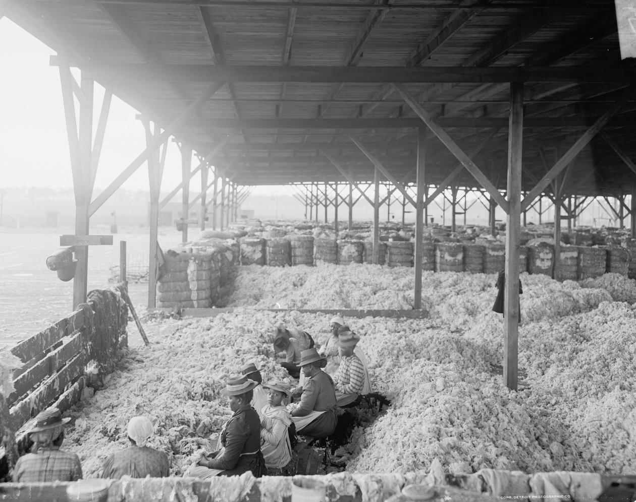 Sortowanie bawełny dla Atlantic Cotton Compress Company, Pensacola, Floryda autorstwa Detroit Publishing Co.