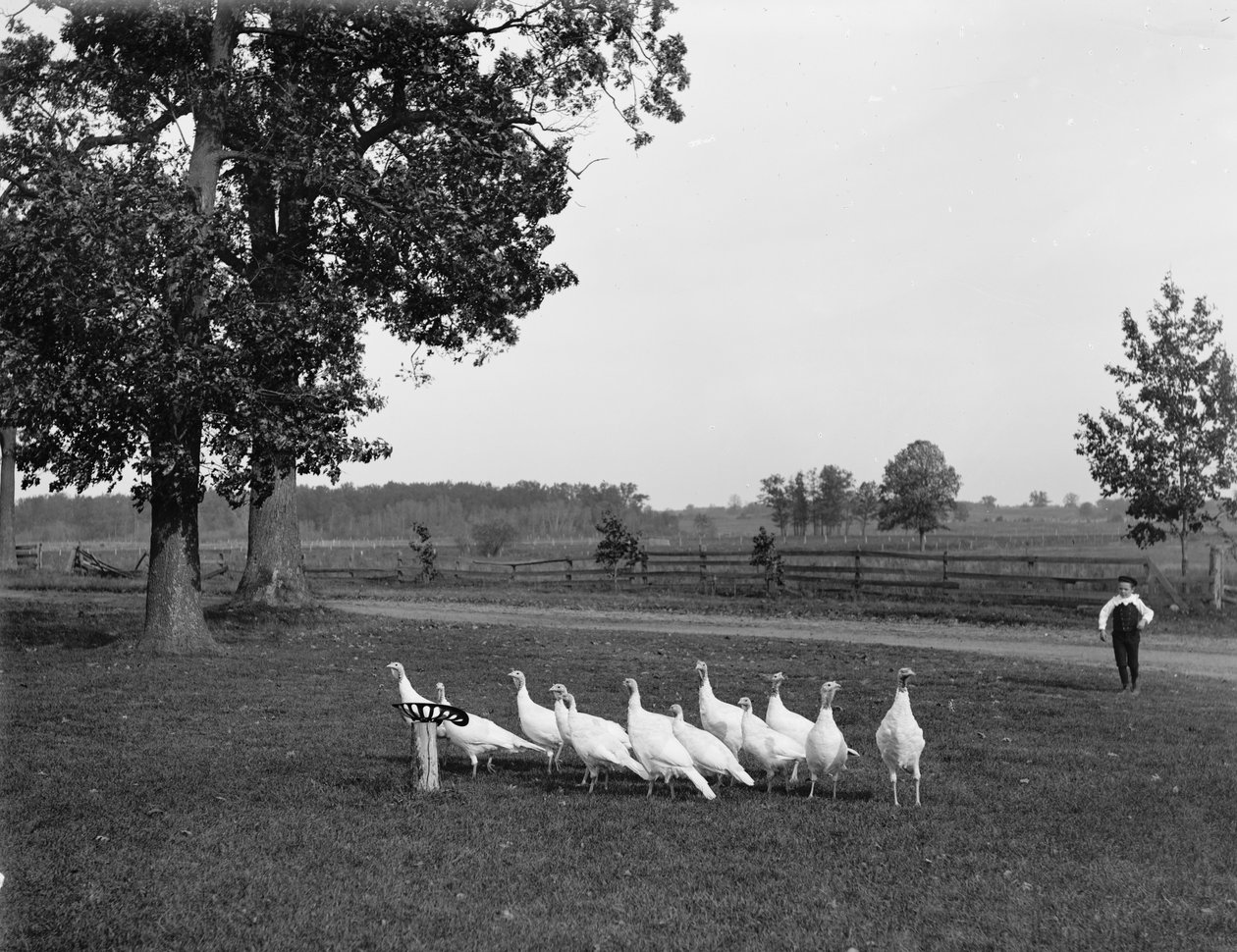 Indyki z białej Holandii, 1900 autorstwa Detroit Publishing Co.