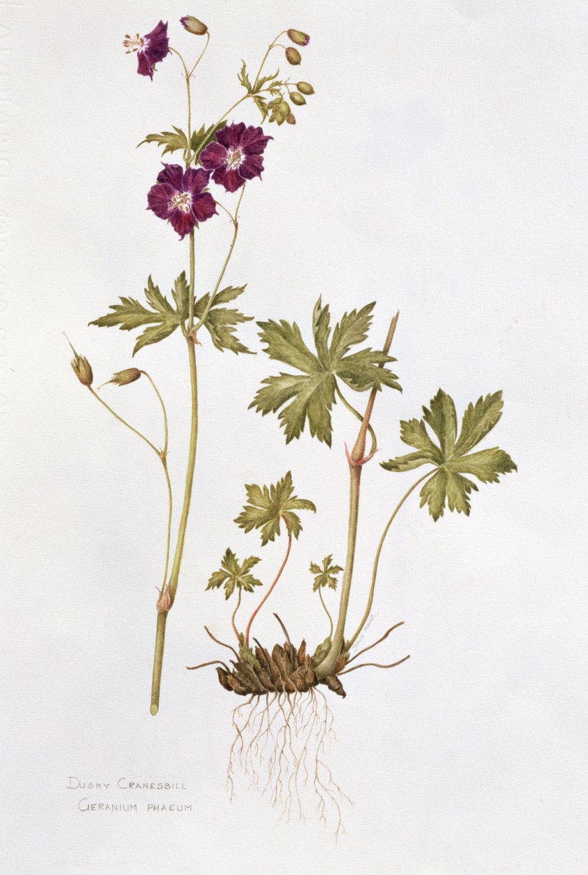 Dusky Cranesbill (wc na papierze) autorstwa Diana Everett