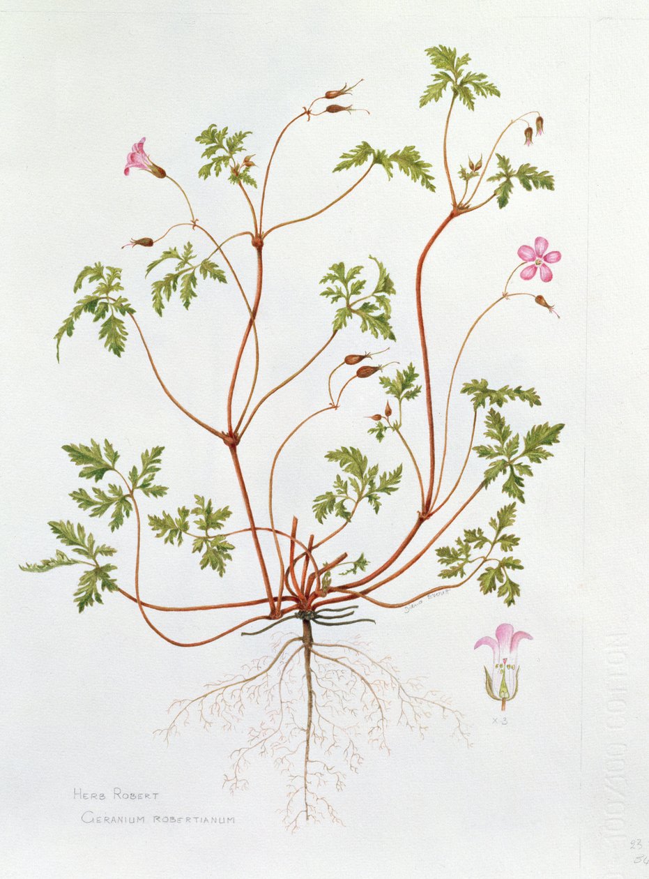 Herb Robert (wc na papierze) autorstwa Diana Everett