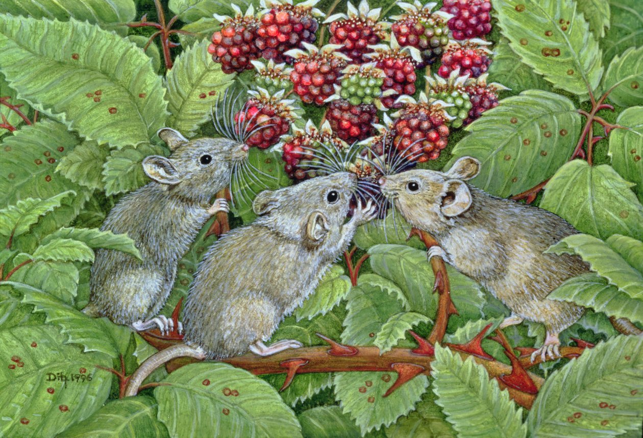 Blackberrying, 1996 (akryl na panelu) autorstwa Ditz