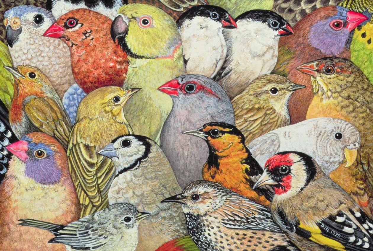Patchwork-Birds, 1995 (akryl na panelu) autorstwa Ditz