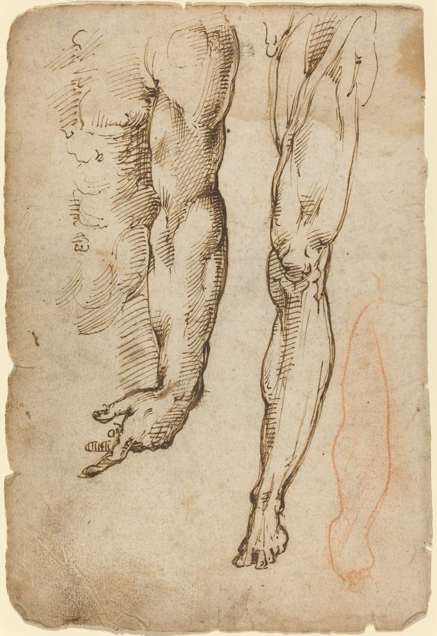 Studia anatomiczne autorstwa Domenico Beccafumi