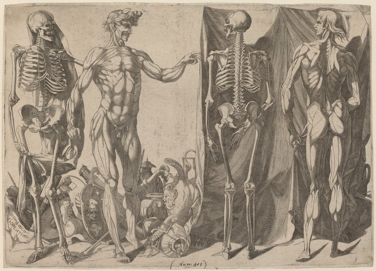 Szkielety i obdarte ze skóry 1540-1545. autorstwa Domenico del Barbiere