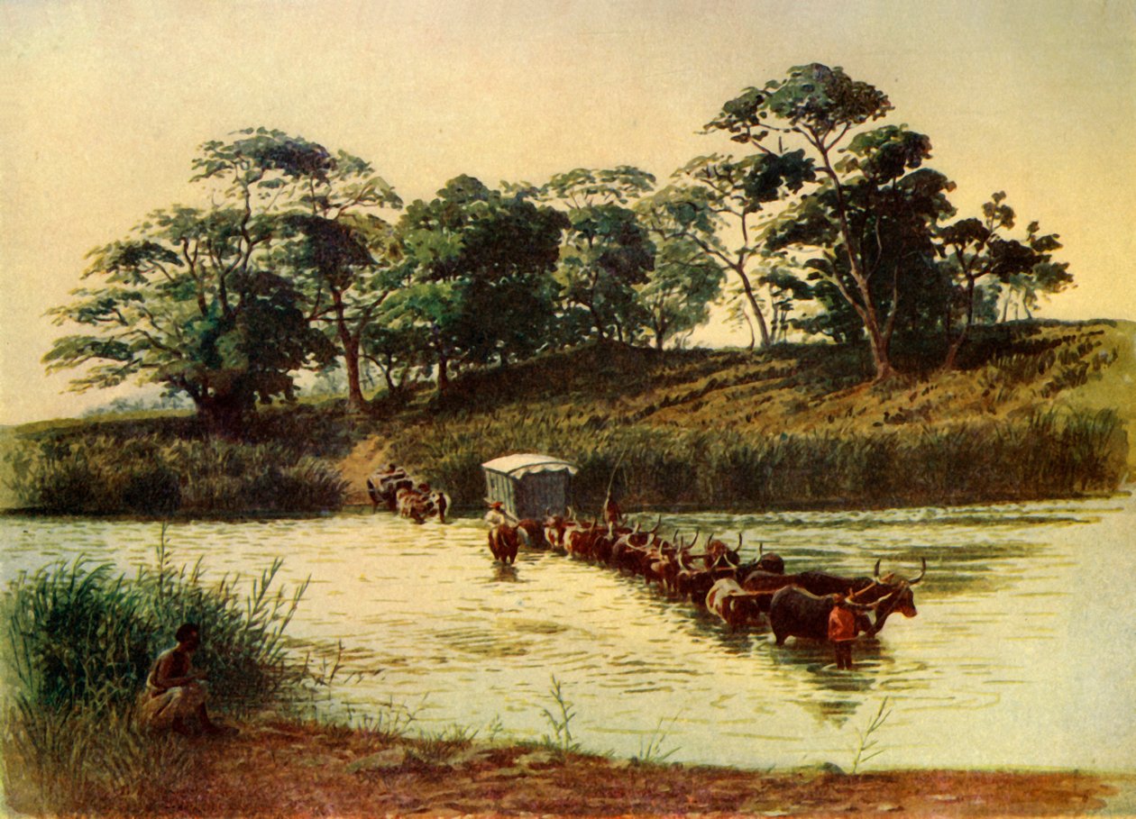 „Bullock Waggon przekraczający sztolnię na rzece Umbelois-Suazi”, 1902. autorstwa Donald McCracken