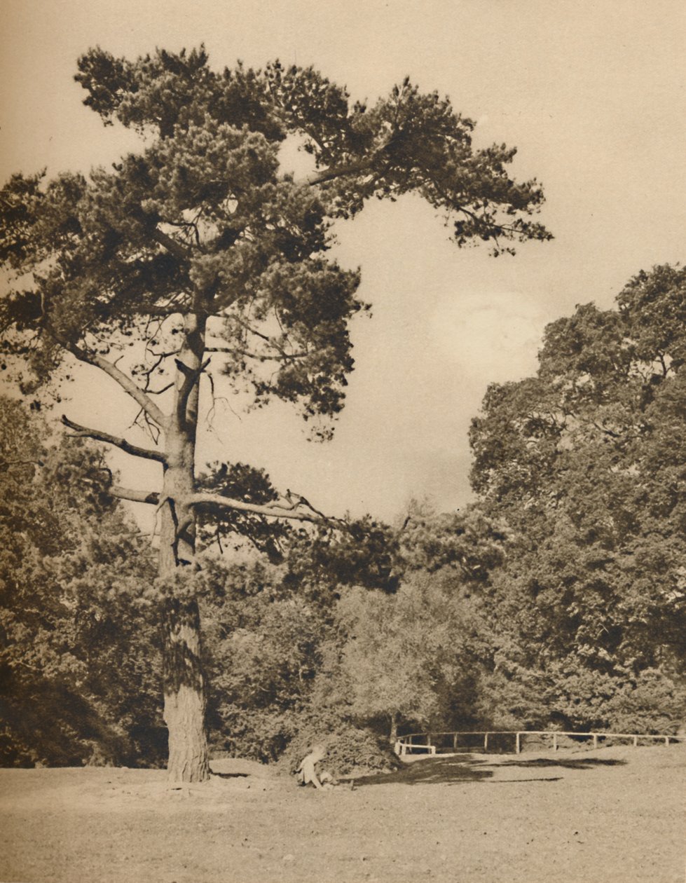 W Hadley Woods, pozostałość po starym królewskim lesie myśliwskim Enfield Chase, c1935. autorstwa Donald McLeish